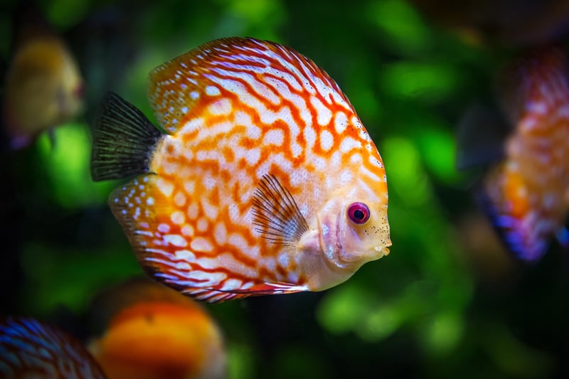 Underwater Kingdom